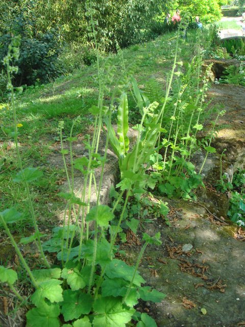 Tellima grandiflora